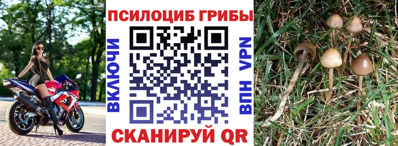 купить наркотик  Томмот  Галлюциногенные грибы прущие грибы 